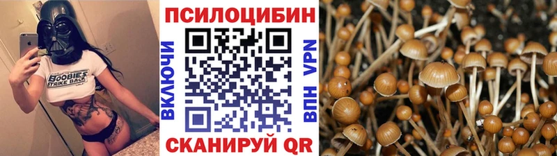 Псилоцибиновые грибы Cubensis  Елизаветинская 